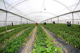 临沂25条草莓采摘精品路线图新鲜出炉，鲜蔬直采，开启田园寻味之旅