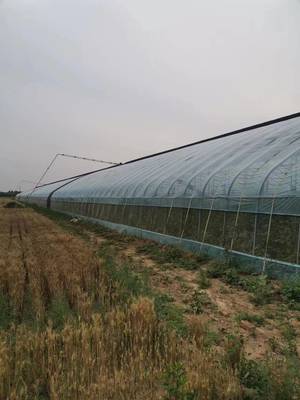 南京本地蔬菜大棚安装助农兴农，智能温室引领绿色新鲜零售新潮流