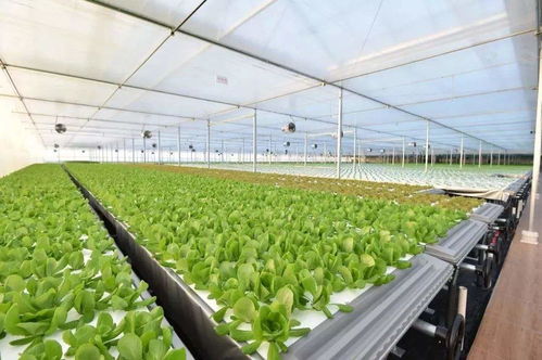 京东生鲜植物工厂 刘强东的世界真的很大，新鲜水果零售的新篇章