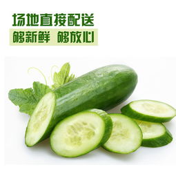 苏子富春水果黄瓜 夏日清新，尽享东北田园风味